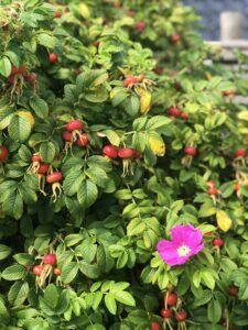 Rosehips from Rosa Rugosa (the beach rose)